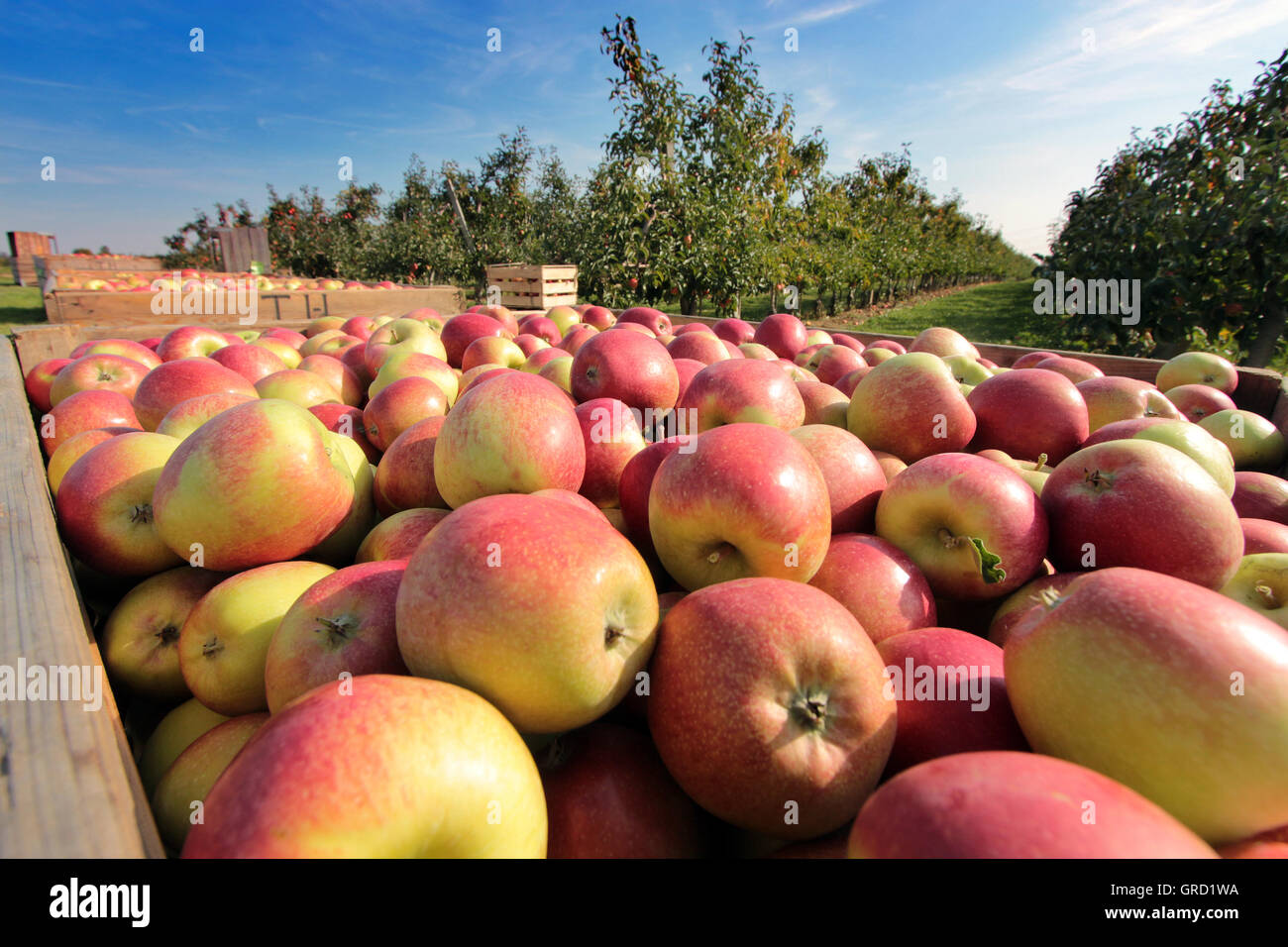 Raccolta Delle Mele Casse Di Mele Fresche Per Il Trasporto E La Vendita -  Fotografie stock e altre immagini di Mela - iStock