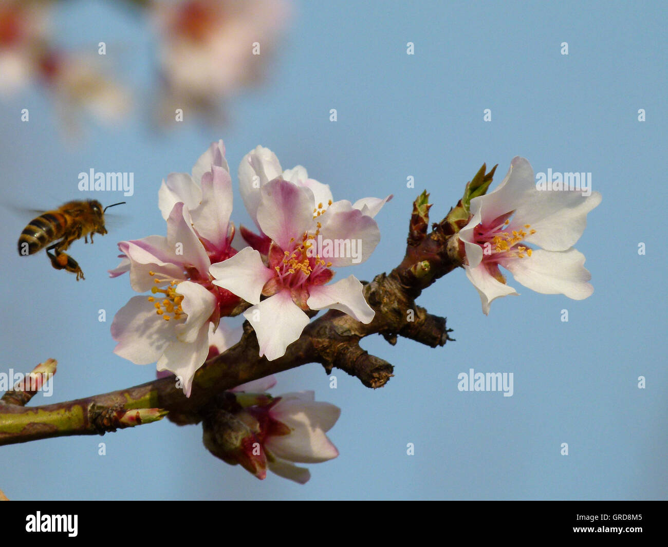 Fioritura del ramo di mandorle, Prunus dulcis, con battenti Bee Foto Stock