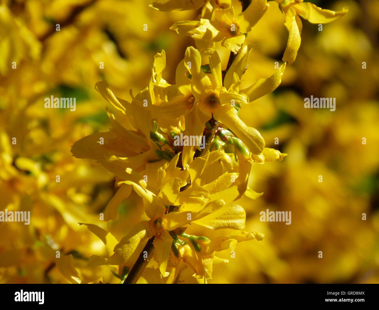 Fioritura di forsitia Foto Stock