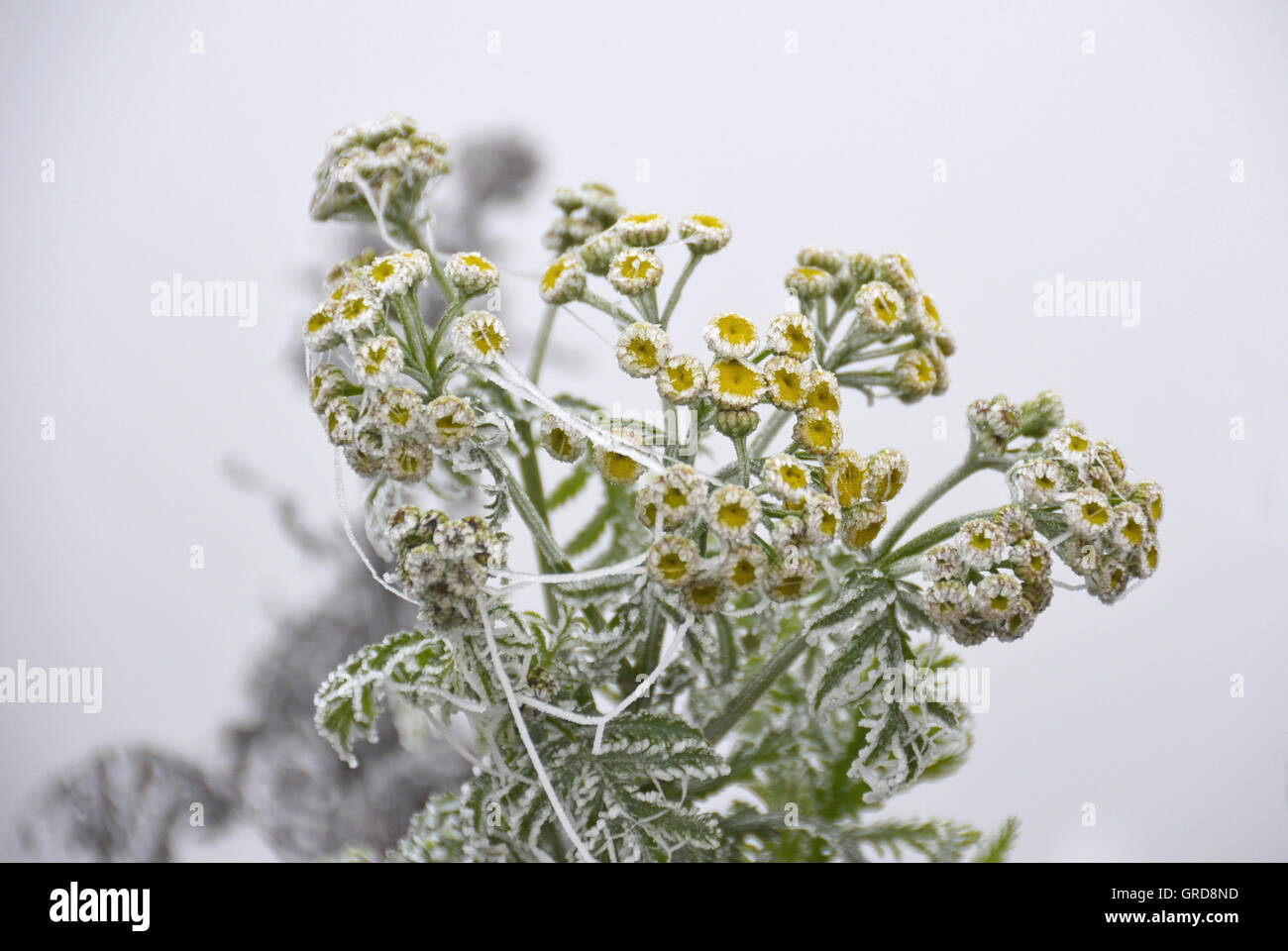Frosty Tansy comune, Tanacetum vulgare Foto Stock