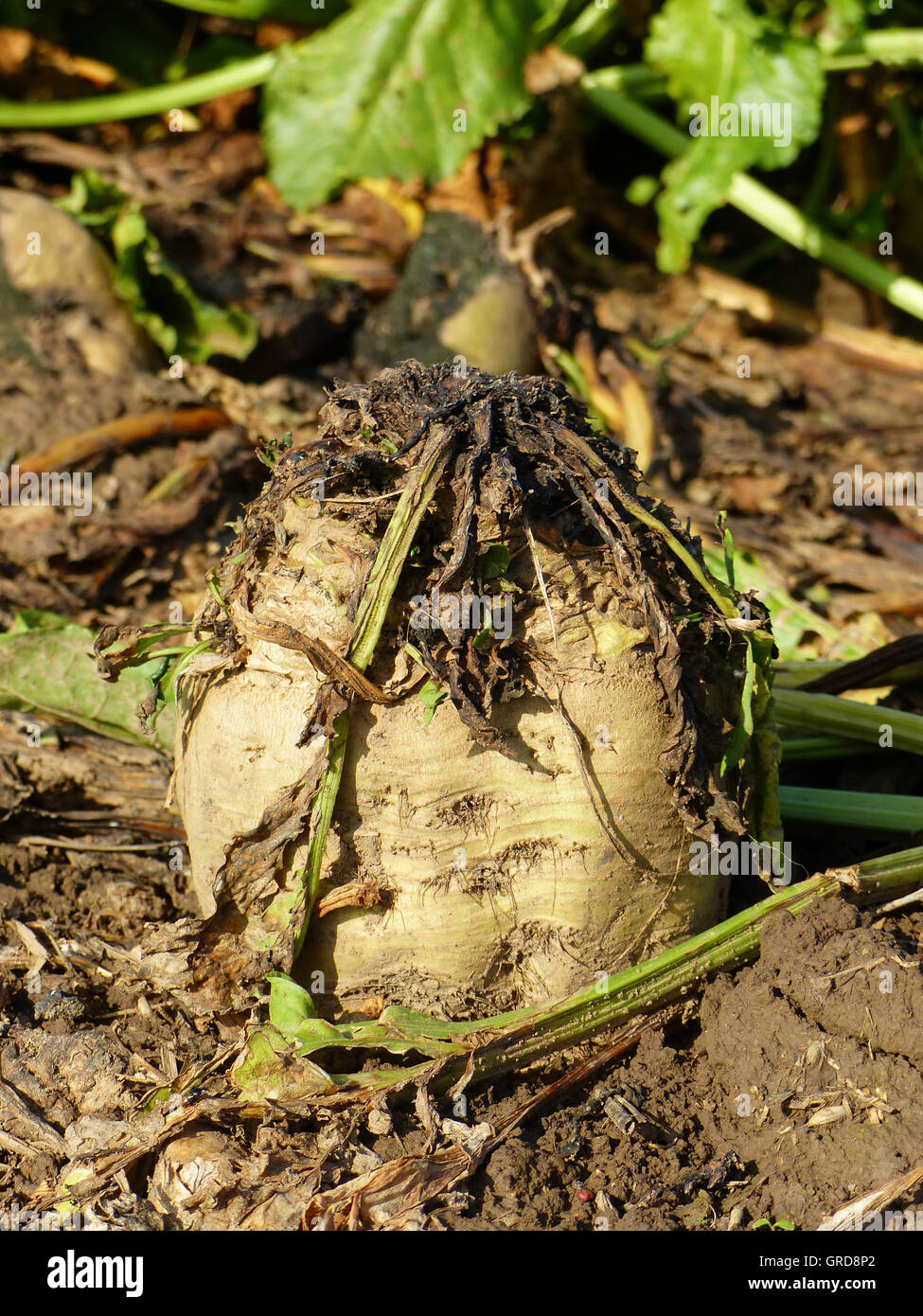 PANEANGELI Decora Con Zucchero Granella 125 G | - Spesa Online - Foto 10