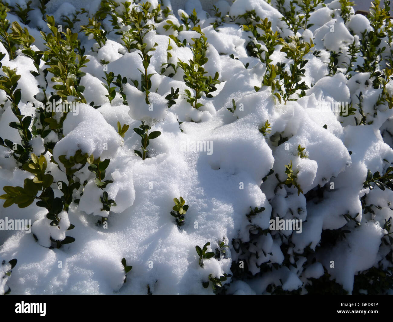 La neve è sulla siepe di bosso Foto Stock