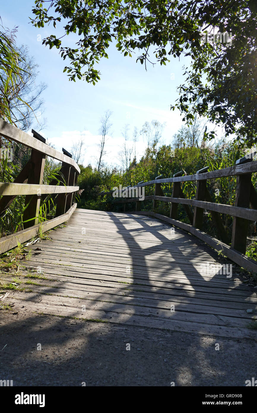 Modo Sicuro attraverso la torbiera, Boardwalk In Schwenninger Moos Foto Stock