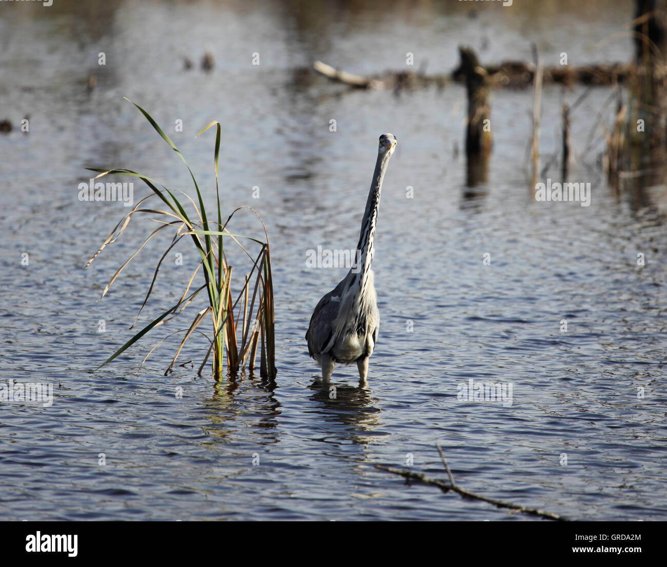 Airone cenerino, Schwenninger Moss, Villingen Schwenningen, Germania Foto Stock