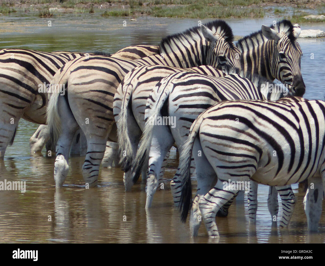 Zebre in piedi in acqua e presentando loro Backsides Foto Stock