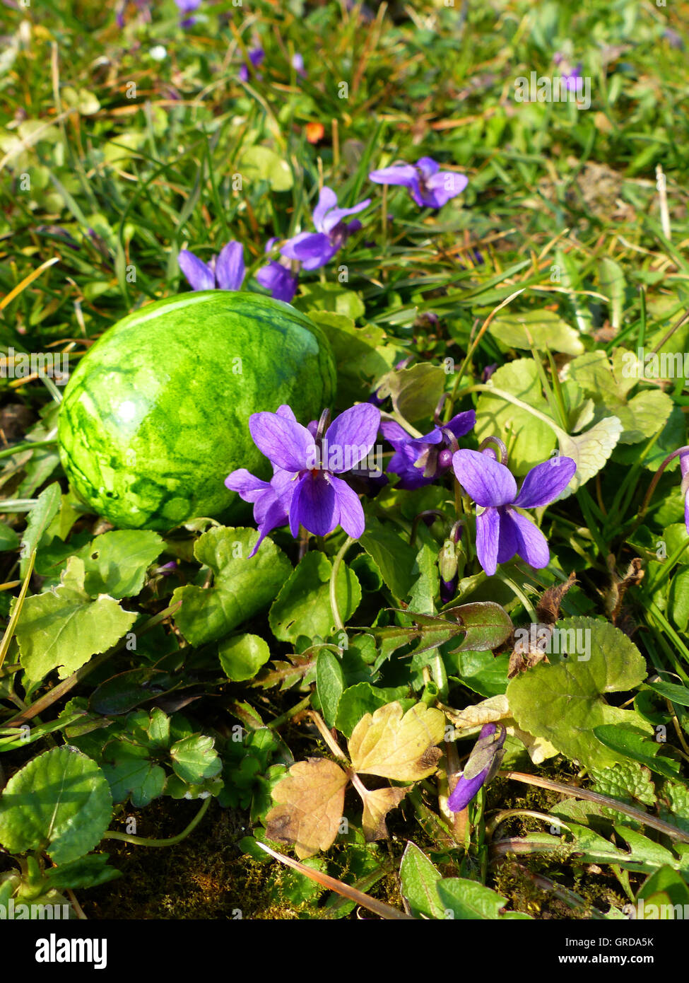 Un verde uovo di pasqua è nascosto in dolce Mammola Foto Stock