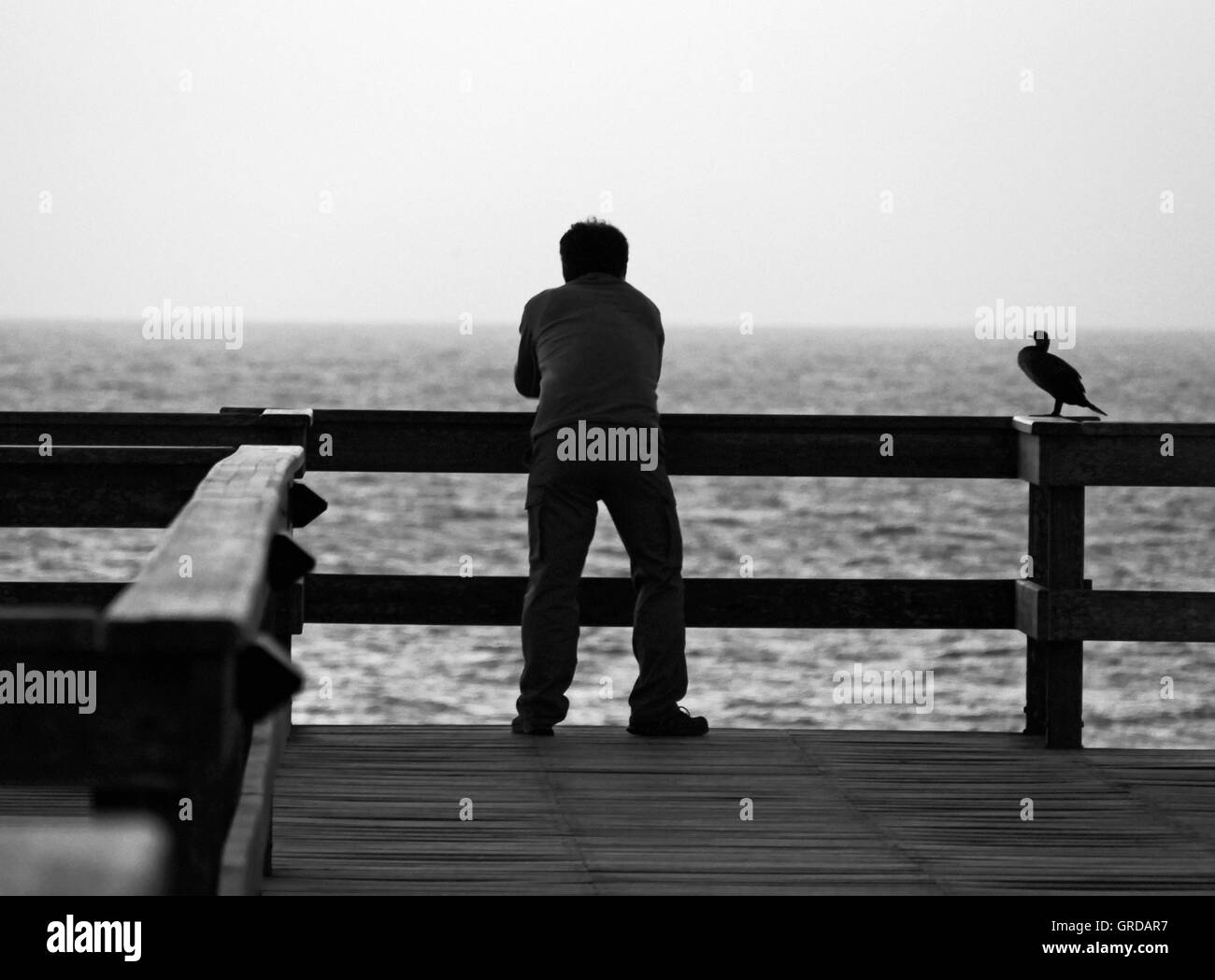 Un uomo e un gabbiano stanno guardando l'oceano Foto Stock
