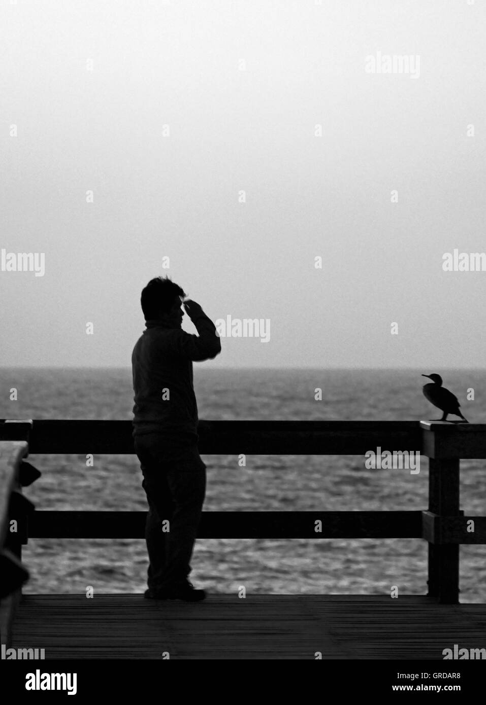 Un uomo e un gabbiano stanno guardando l'oceano Foto Stock
