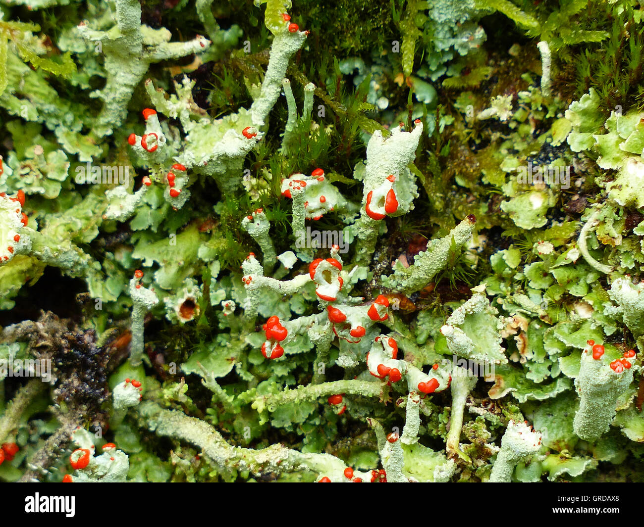 I licheni, Cladonia Foto Stock