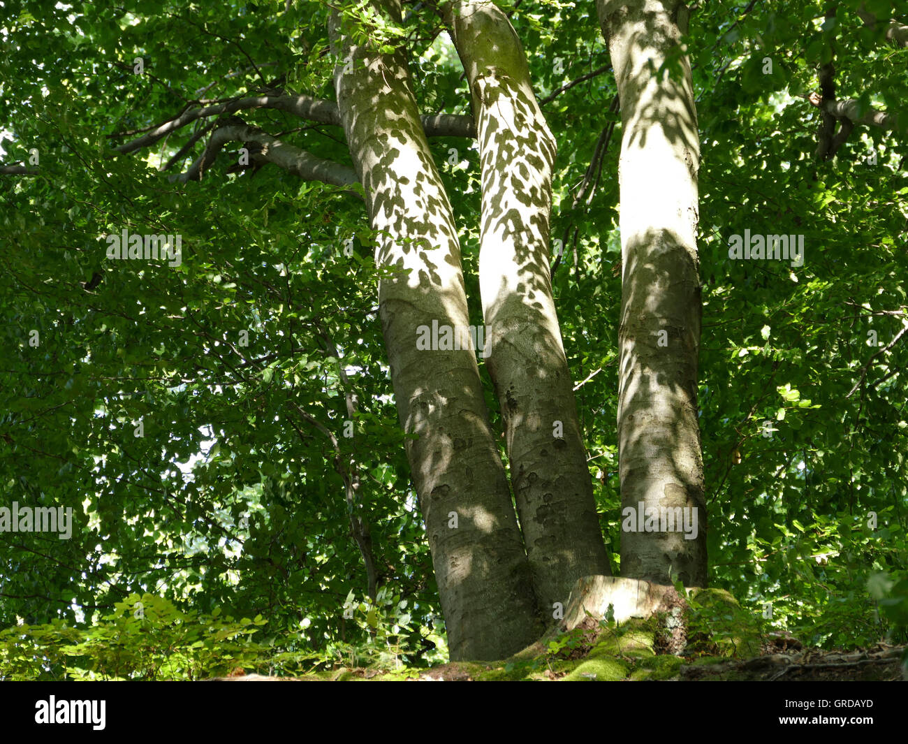 Alberi decidui Cast le ombre delle foglie sul soleggiato tronchi di alberi Foto Stock
