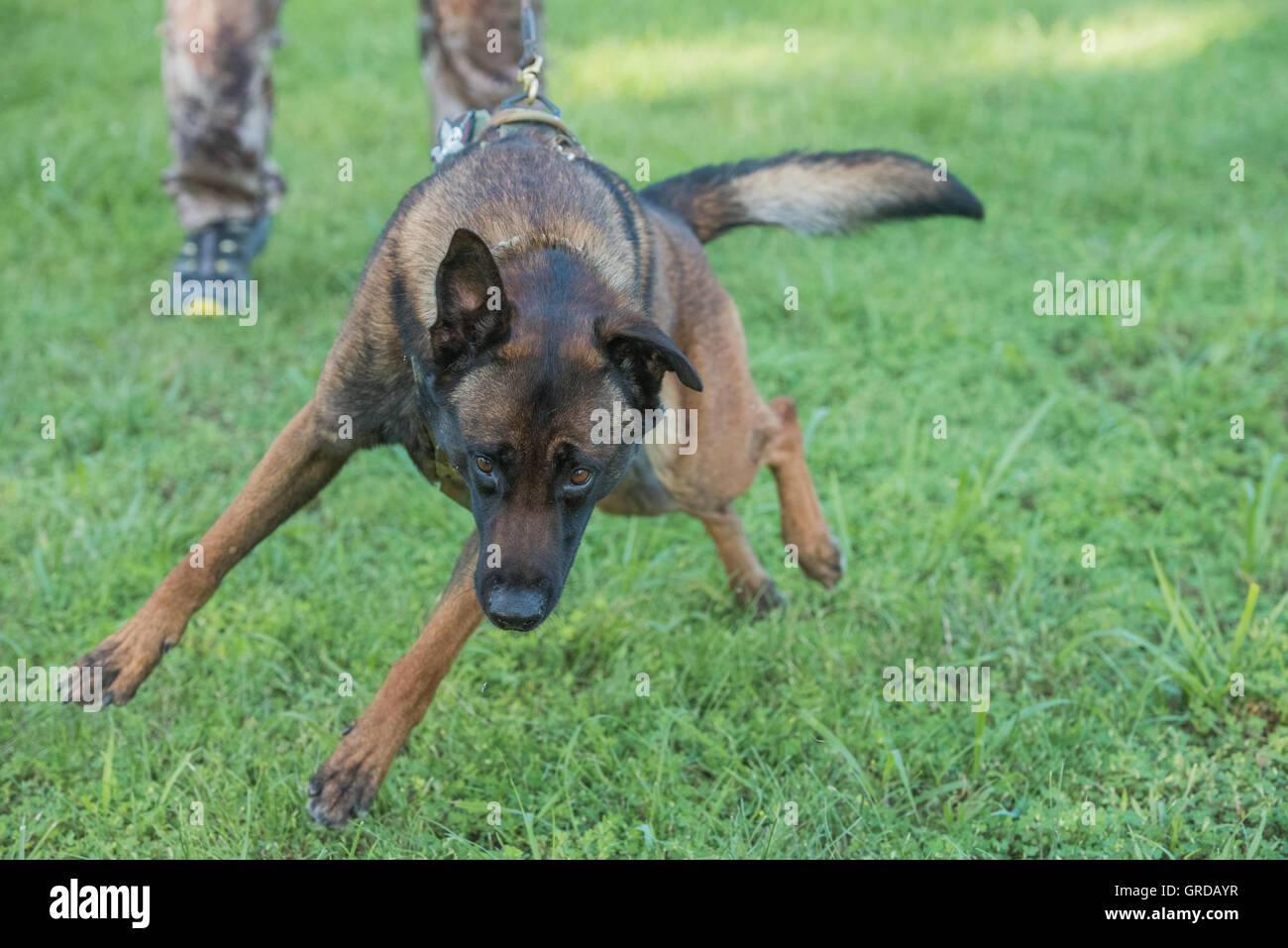 La polizia K9 Malinois cane in formazione Foto Stock