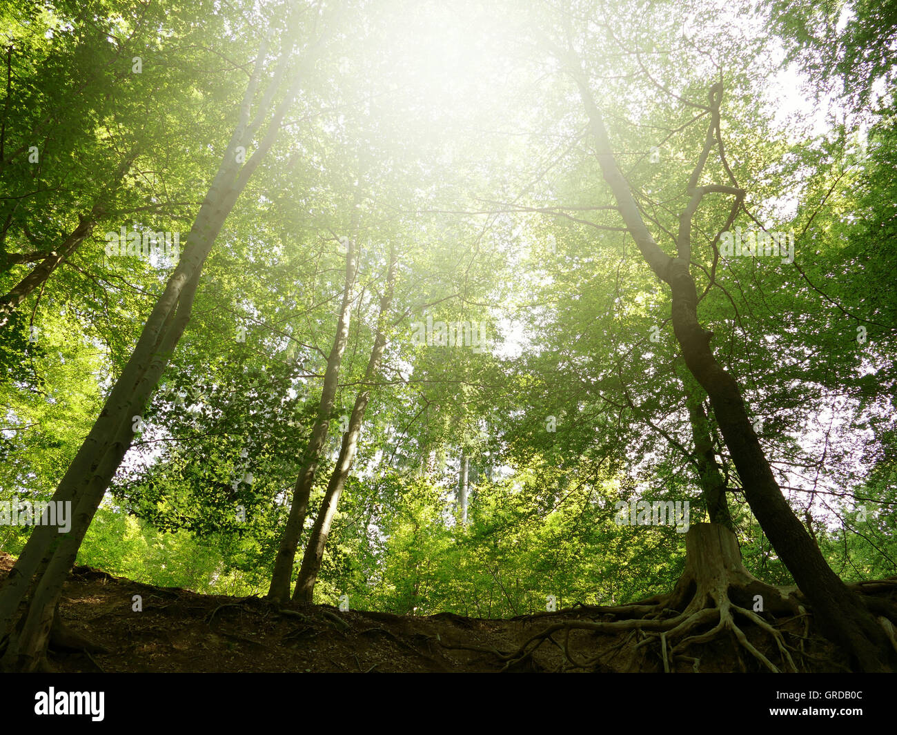 La luce del sole che splende attraverso un gruppo di alberi nella foresta Foto Stock