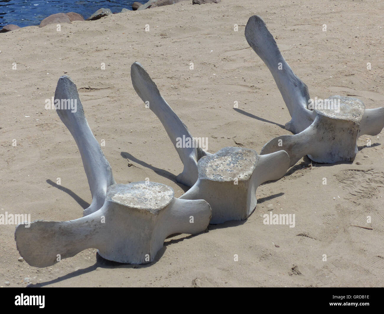 La vertebra di balena, Cetacea, Walvis Bay Foto Stock