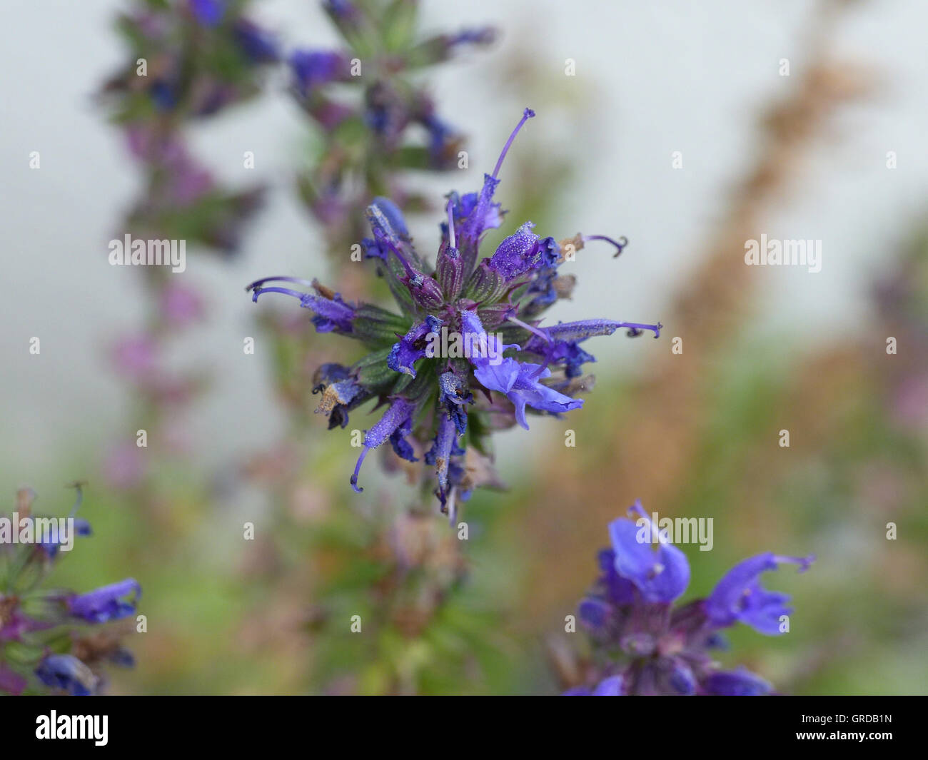 True Color Lavanda, Lavandula angustifolia Foto Stock