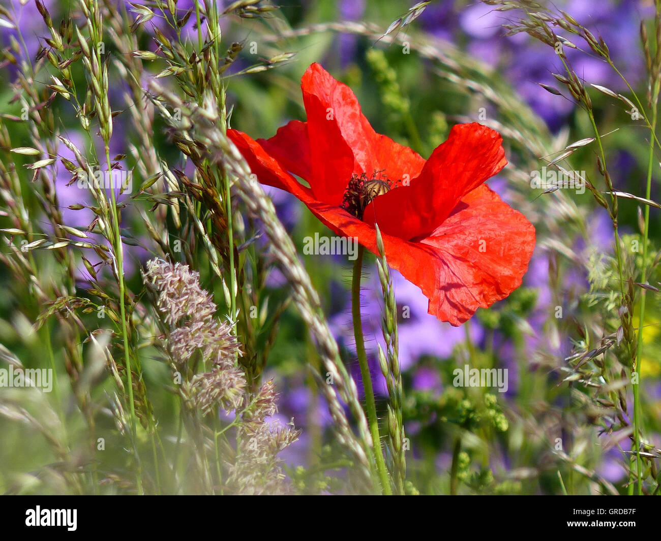 Papaveri rossi, erbe e fiori viola in background Foto Stock