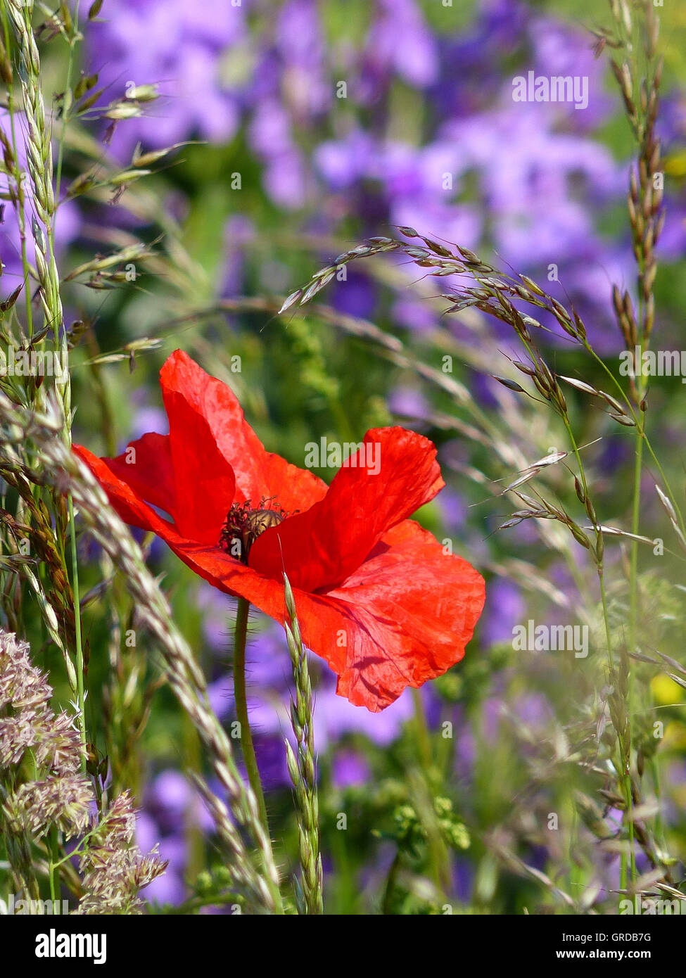 Papaveri rossi, erbe e fiori viola in background Foto Stock