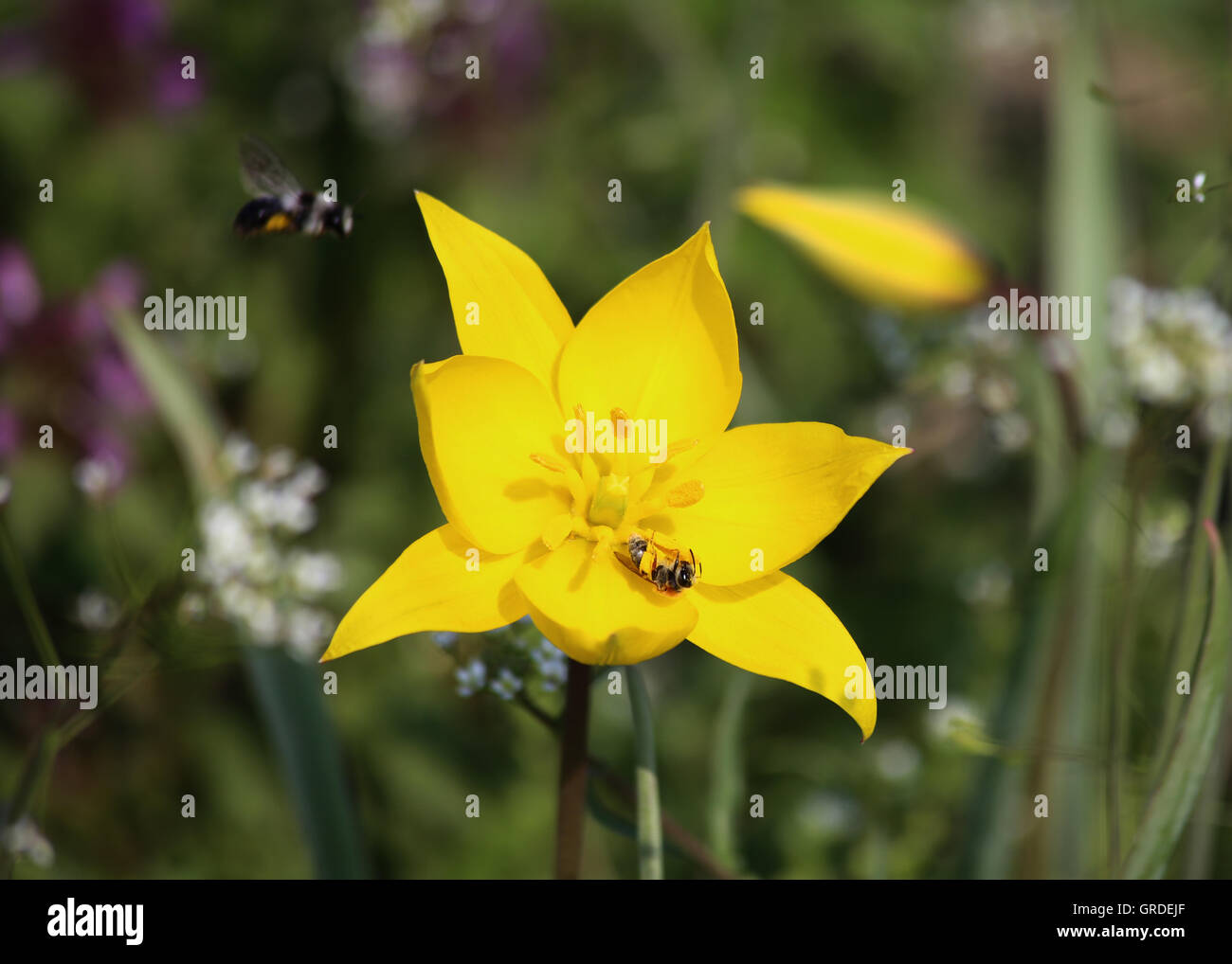 Bee in un giallo Tulipano selvatico Fiore e battenti Bumblebee Foto Stock
