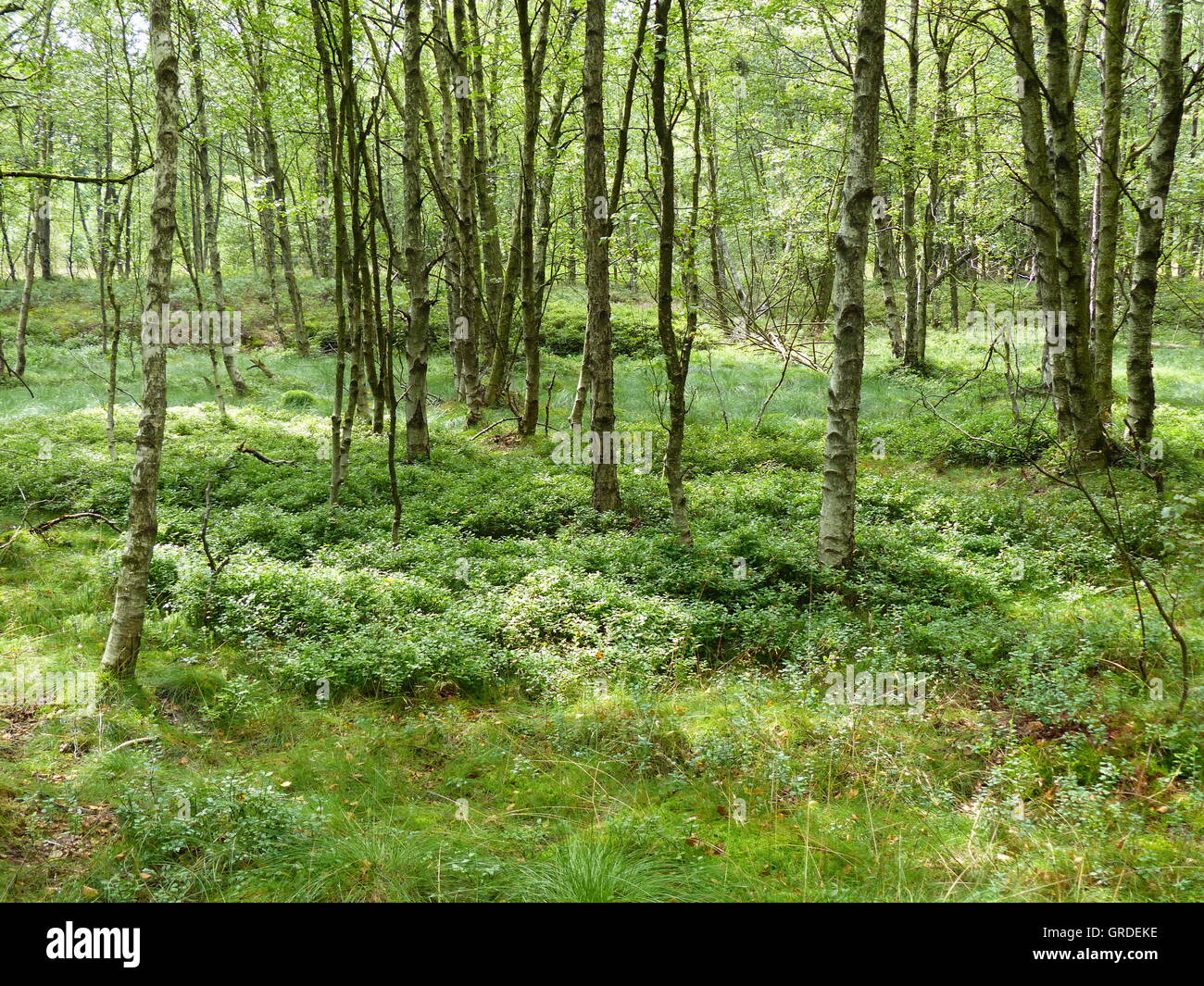 Roverella di betulle, erbe, piante di Mirtillo Rosso Moor, Rhoen, Hesse, Germania, Europa Foto Stock