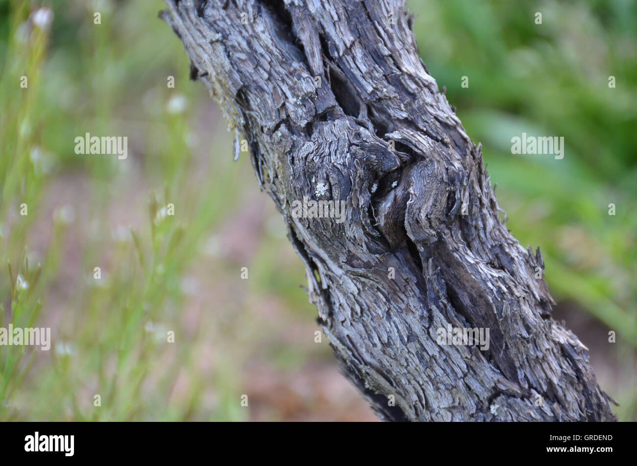 Età vigna nodose, vista parziale di tronco Foto Stock