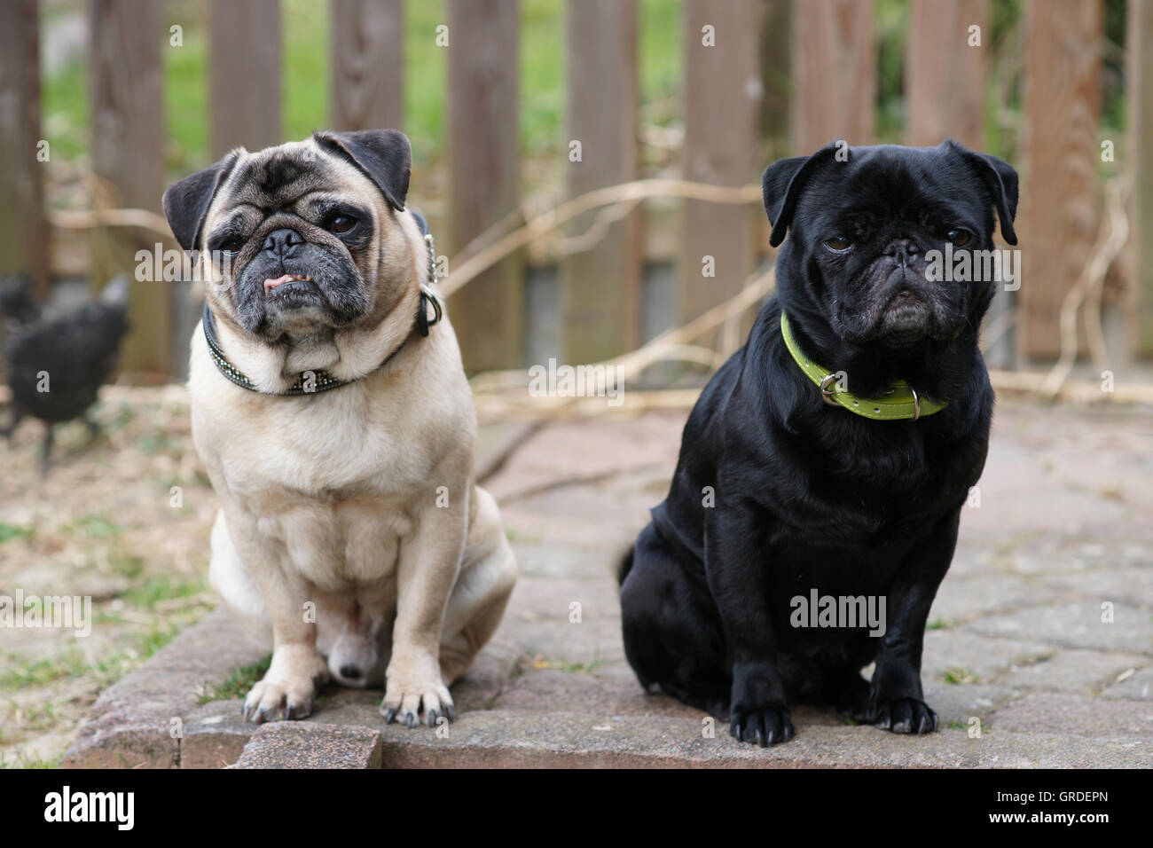 Beige e nero Pug sedersi e aspettare sguardo fiero e arrogante e annoiato Foto Stock