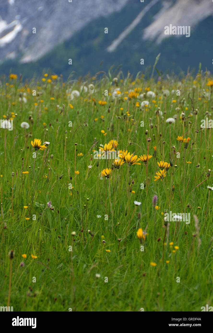 Prato di montagna con Arnica, Tirolo, Austria, Europa Foto Stock