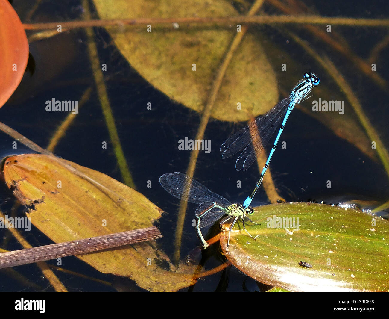 Due Damselflies blu, Coenagrion Puella libellule, durante l'accoppiamento Foto Stock