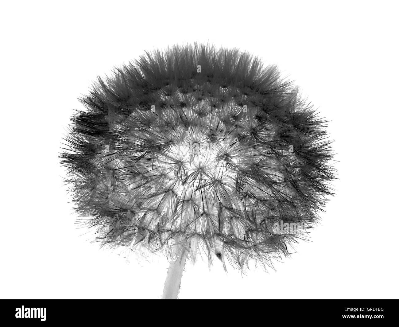 Blowball in bianco e nero Foto Stock