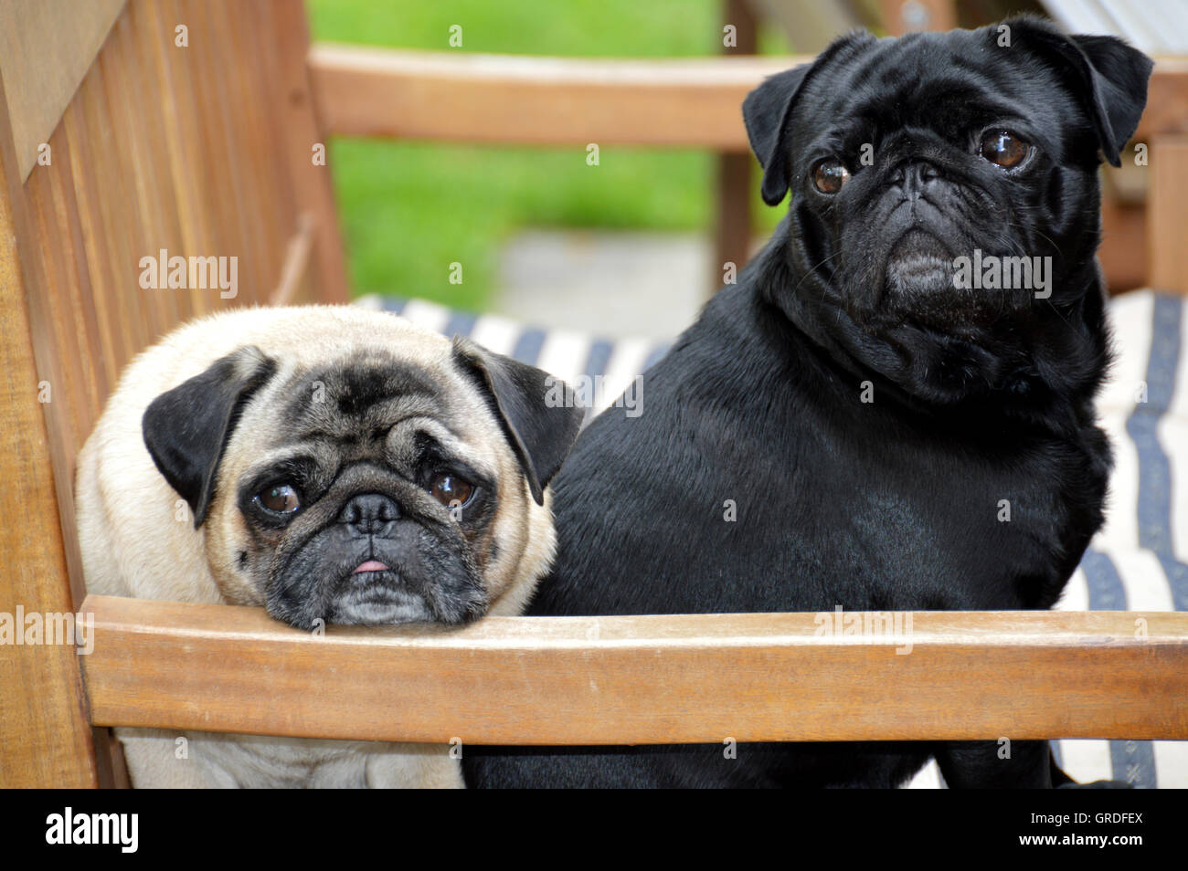 Un nero e un Beige Pug seduti fianco a fianco su un banco di lavoro Foto Stock
