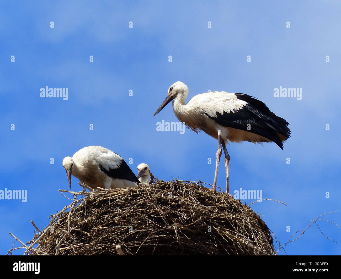 Famiglia di Cicogna Cicogna S Nest Foto Stock