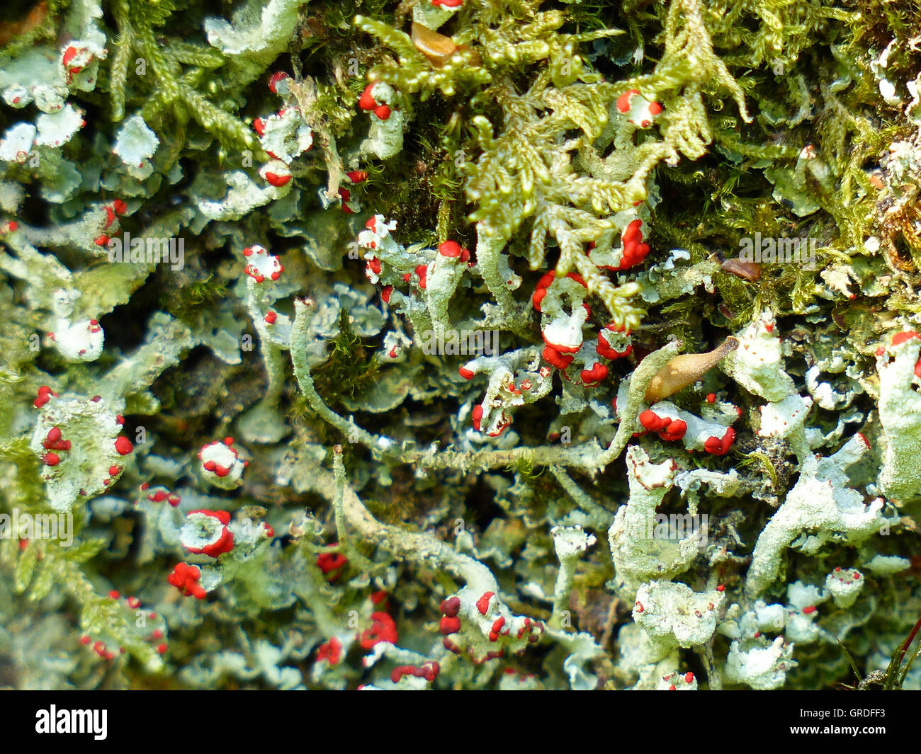 I licheni delle renne e Cladonia Foto Stock