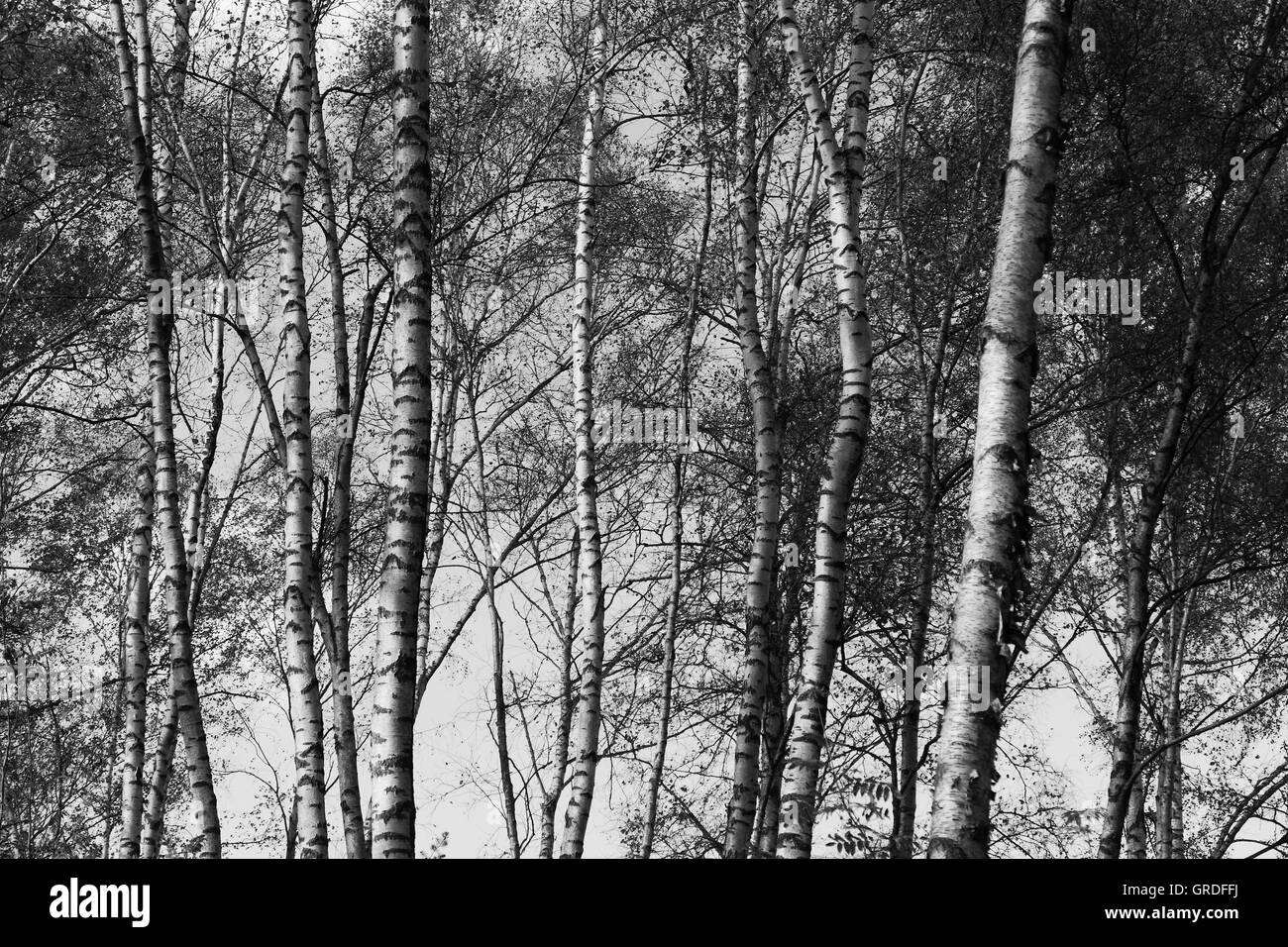 Foresta di betulla, tronchi di betulla Foto Stock