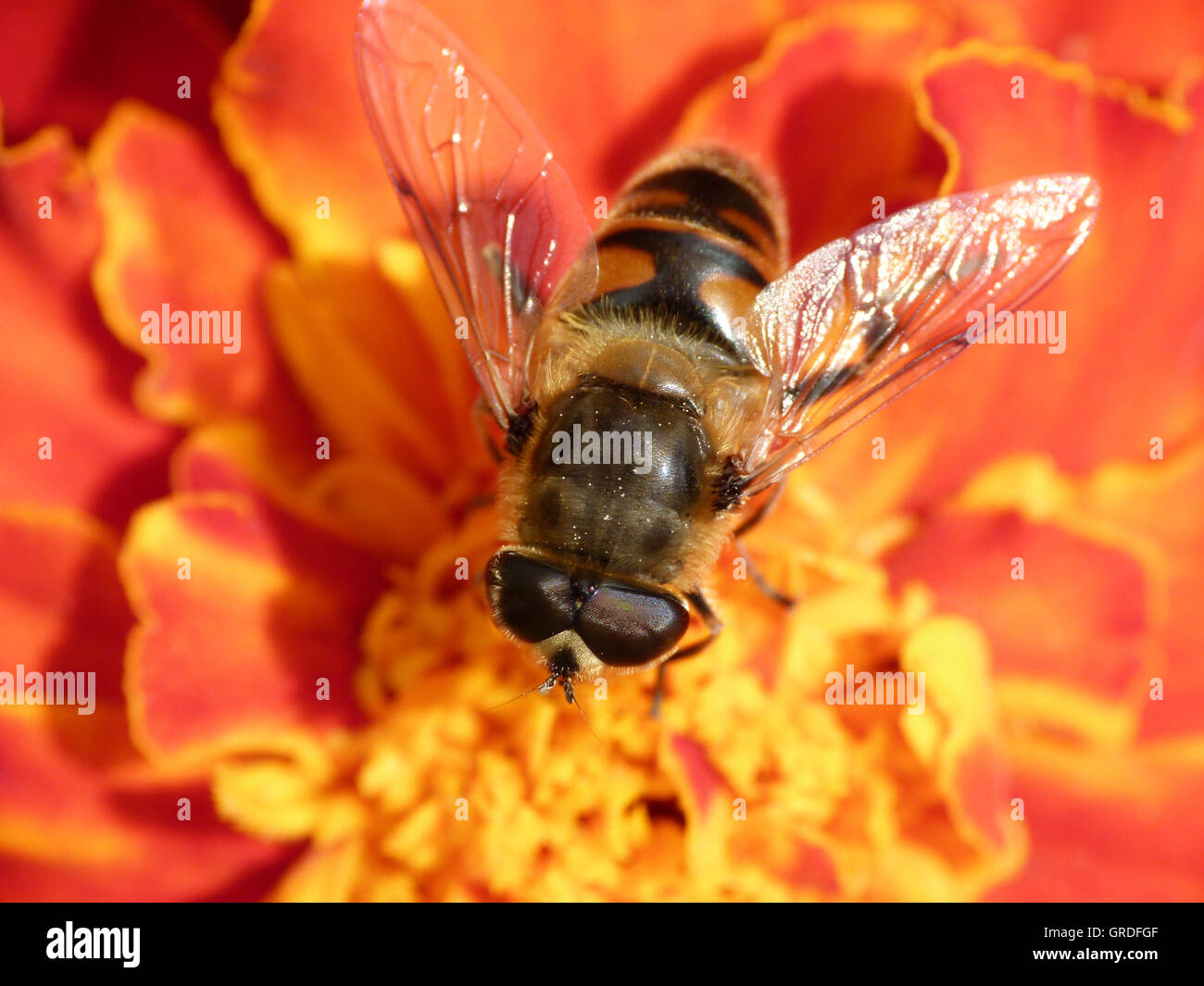 Honeybee su Tagetes, Macro Foto Stock