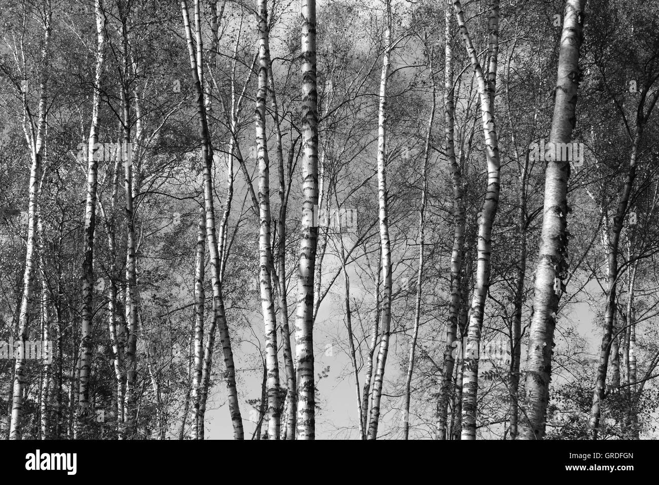 Foresta di betulla, tronchi di betulla Foto Stock