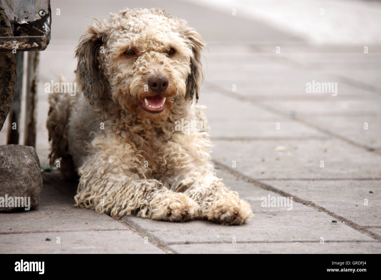 Abbandonato il cane sorridente in strada Foto Stock