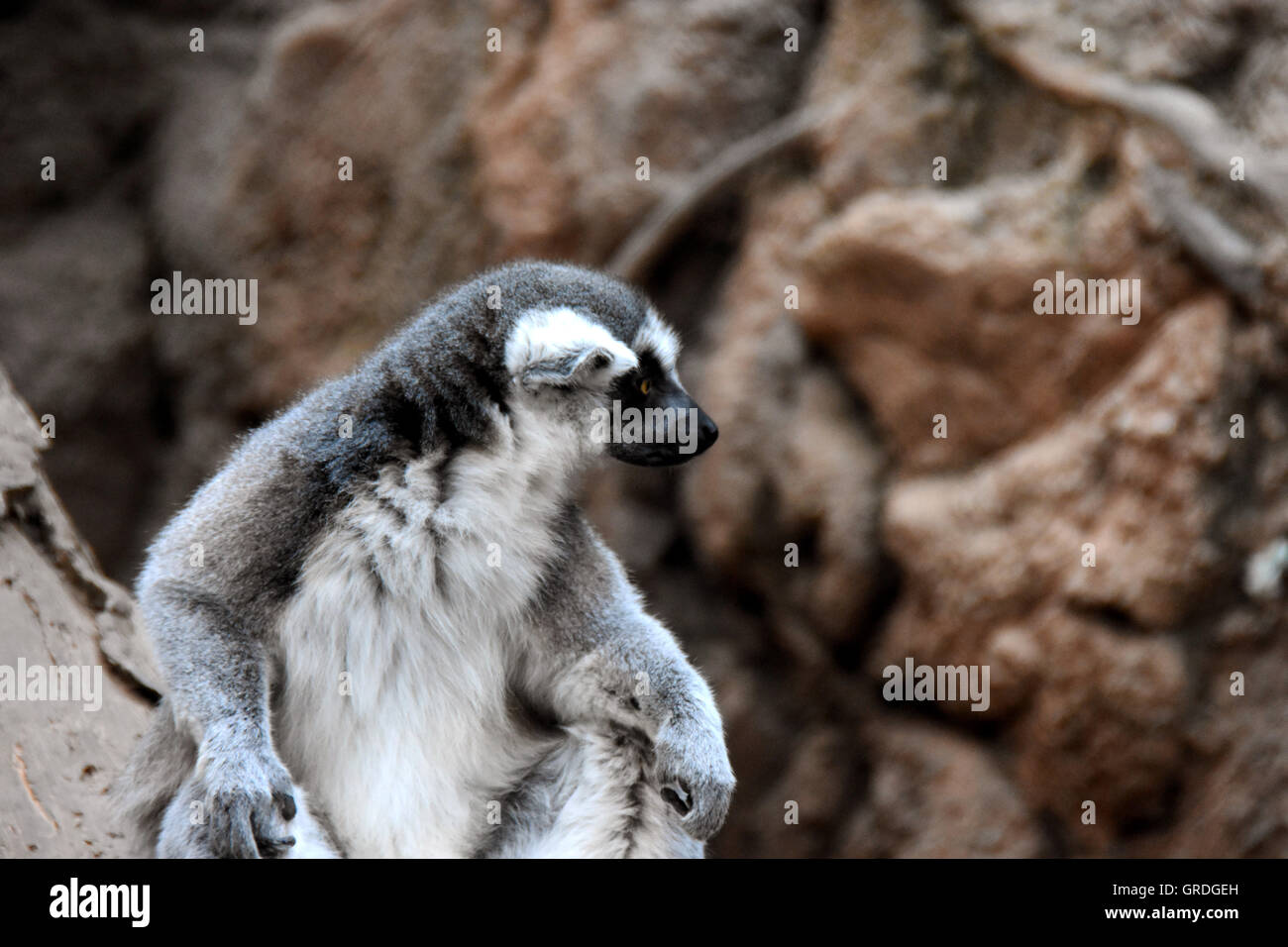 Lemur nel Bronx Zoo Foto Stock