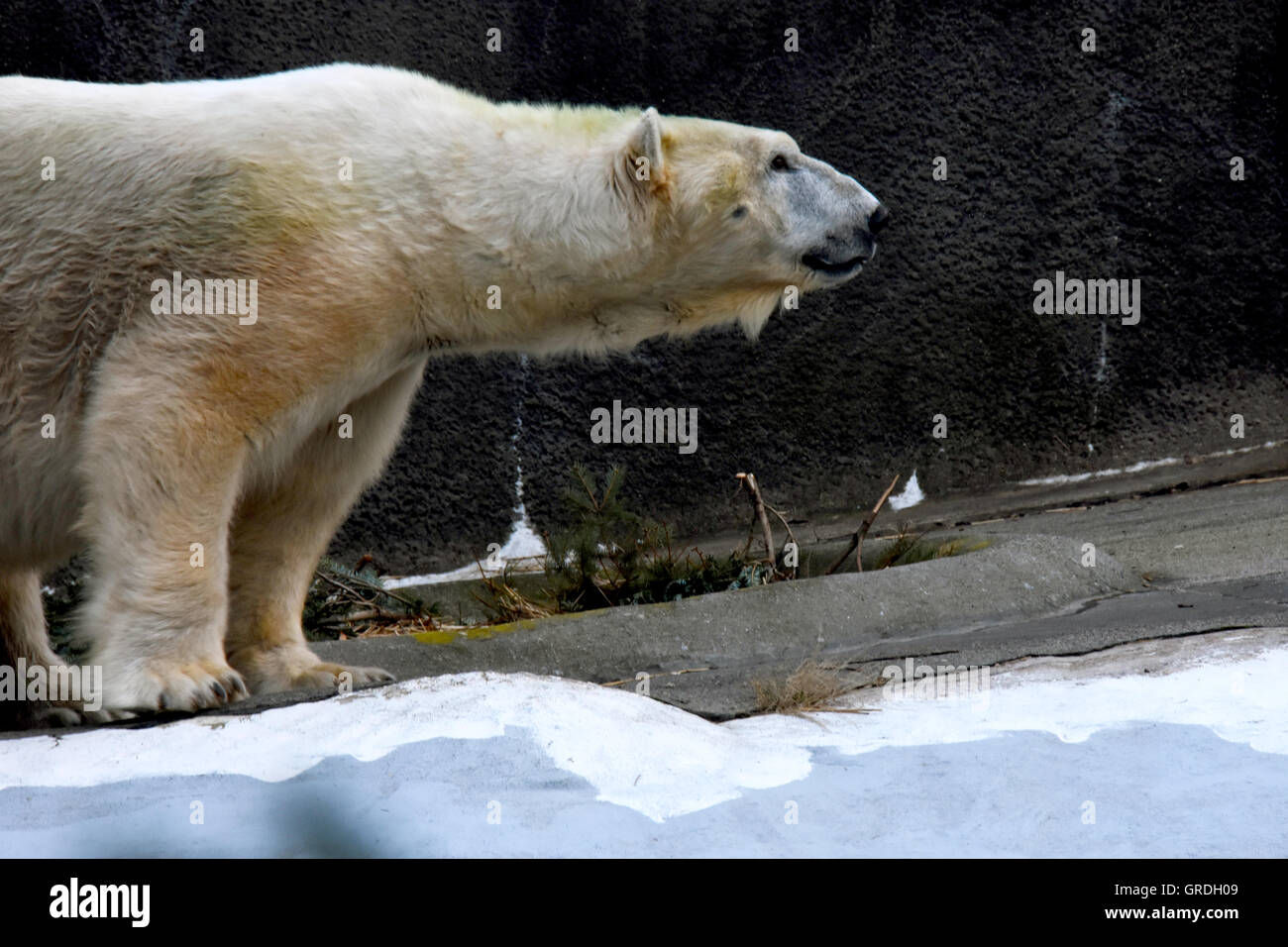 Orso polare nel Bronx Zoo Foto Stock