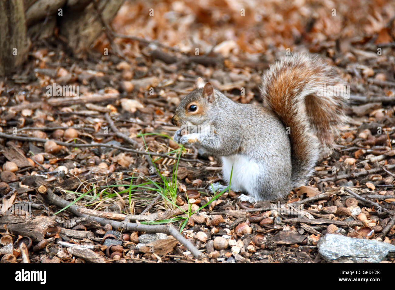 Lo scoiattolo mangiare un dado nel Bronx Zoo Foto Stock