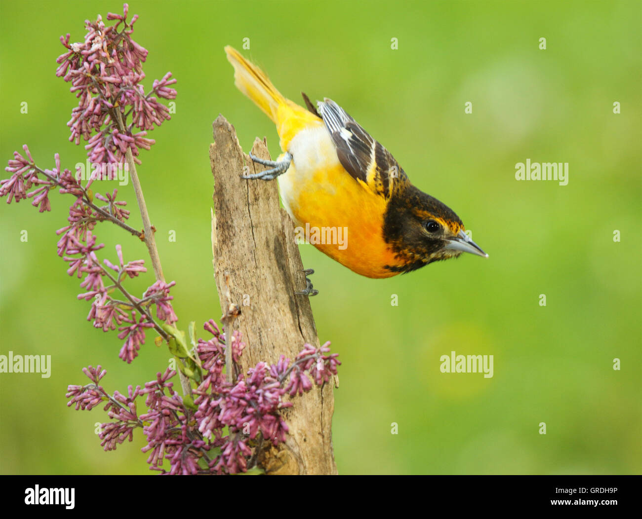 A Baltimora Rigogolo proteso lontano dai fiori viola. Foto Stock
