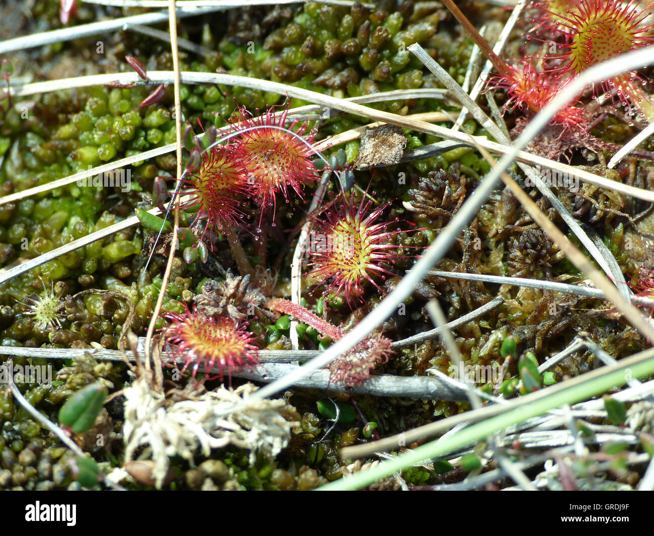 Sundew comune, pianta carnivora, Drosera rotundifolia, Nero Moor In Rhoen Foto Stock