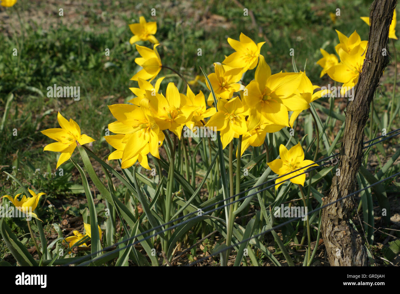 Giallo tulipani selvatici, Tulipa Sylvestris, in un vigneto vicino Gau-Odernheim, Renania-Palatinato, Germania, Europa Foto Stock