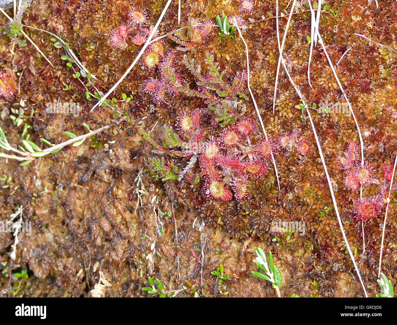 Sundew comune, pianta carnivora, Drosera rotundifolia, Nero Moor In Rhoen Foto Stock