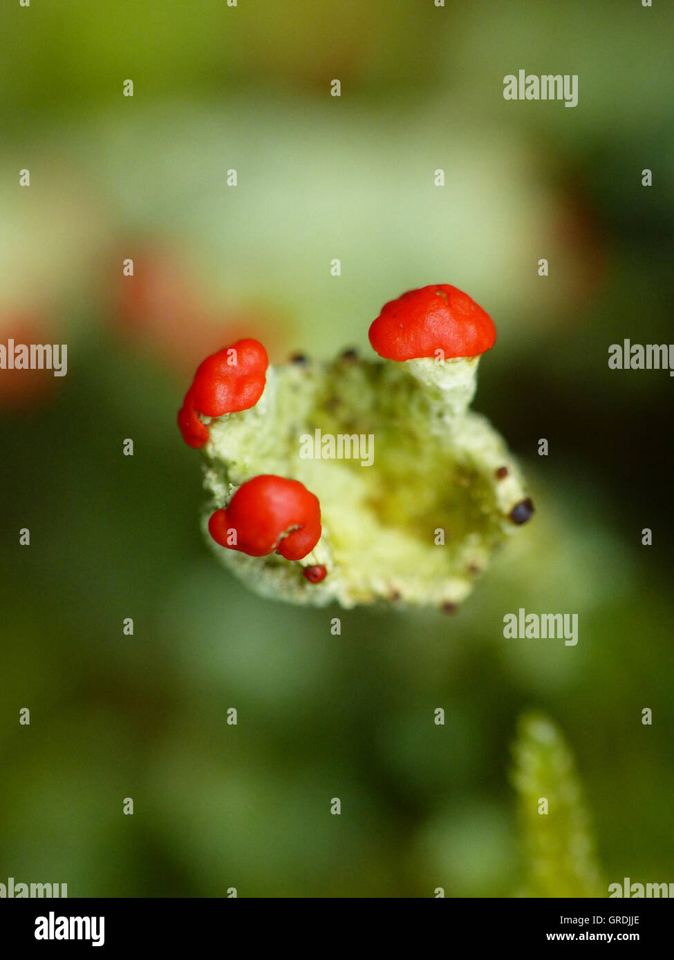 I licheni, Cladonia Foto Stock