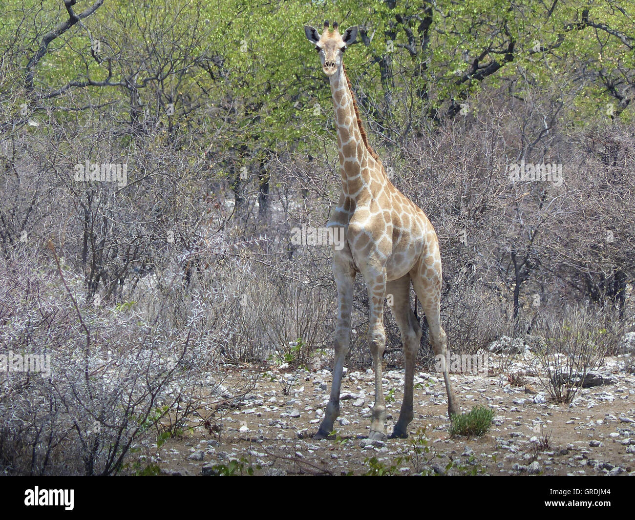 La giraffa, Namibia Foto Stock