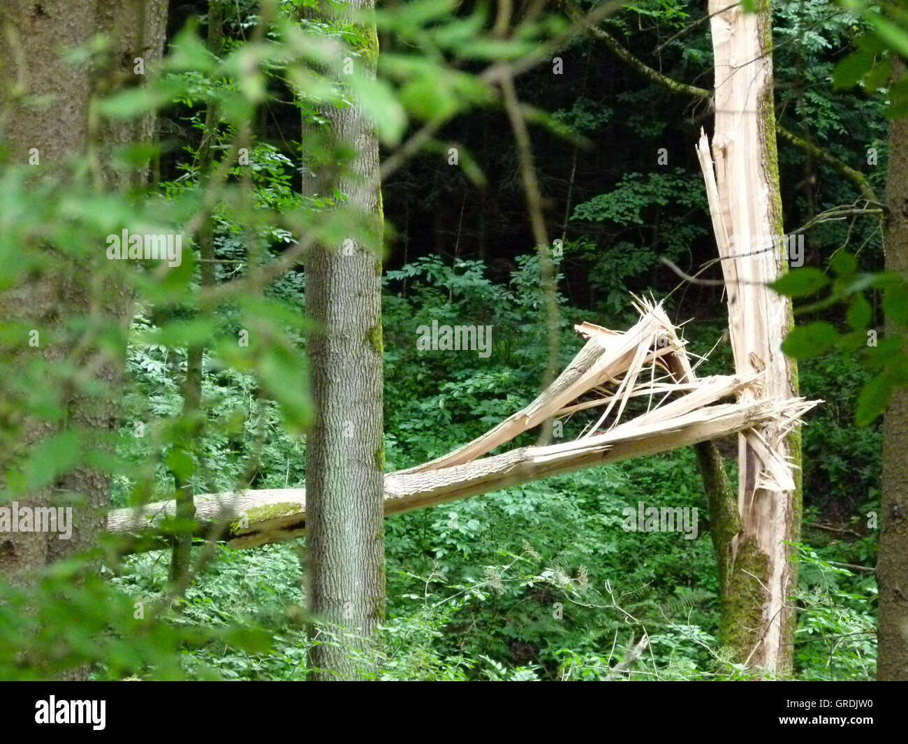 Rottura albero nella foresta Foto Stock