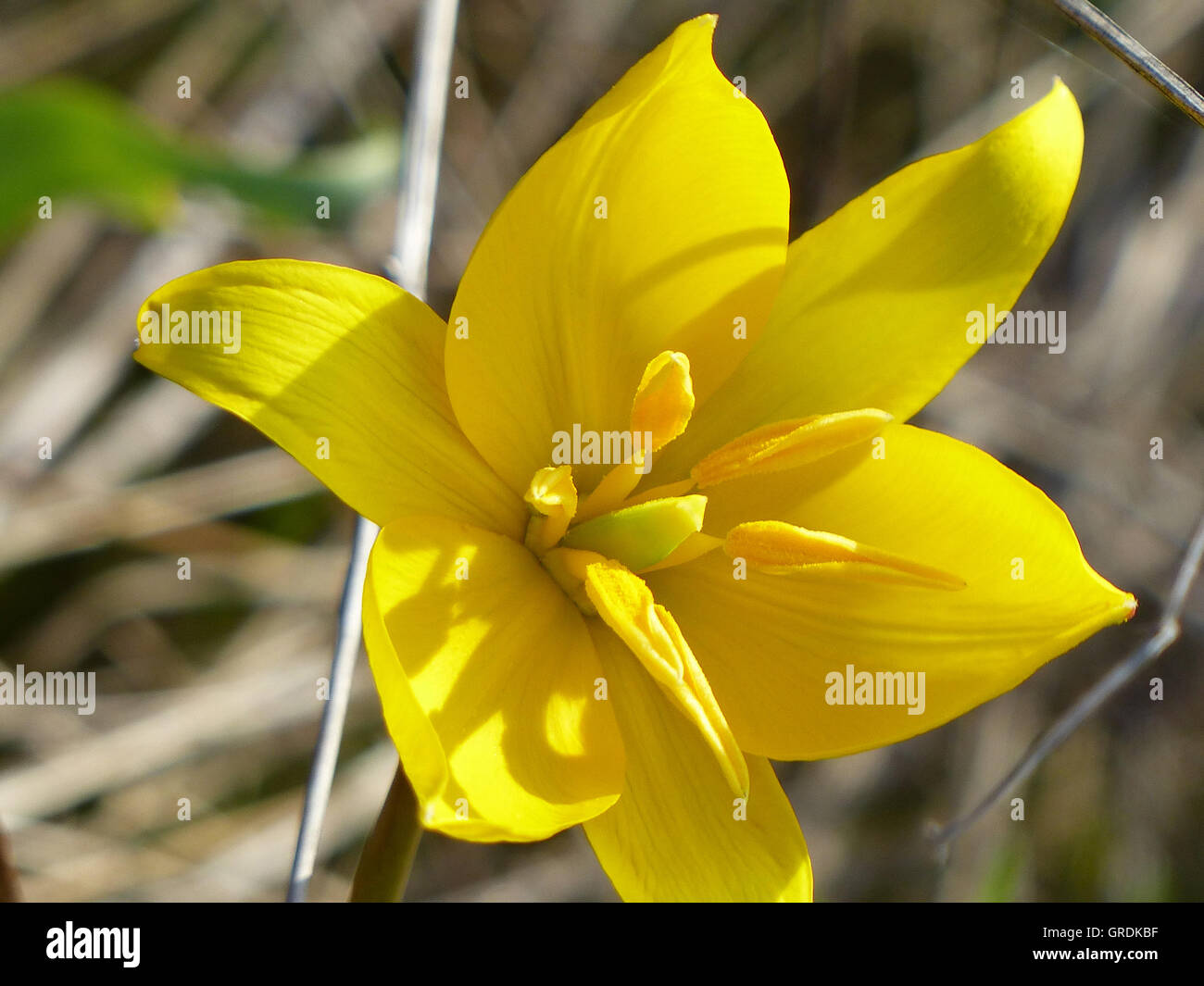 Giallo tulipani selvatici nei vigneti di Gau-Odernheim, Rhinehesse Foto Stock