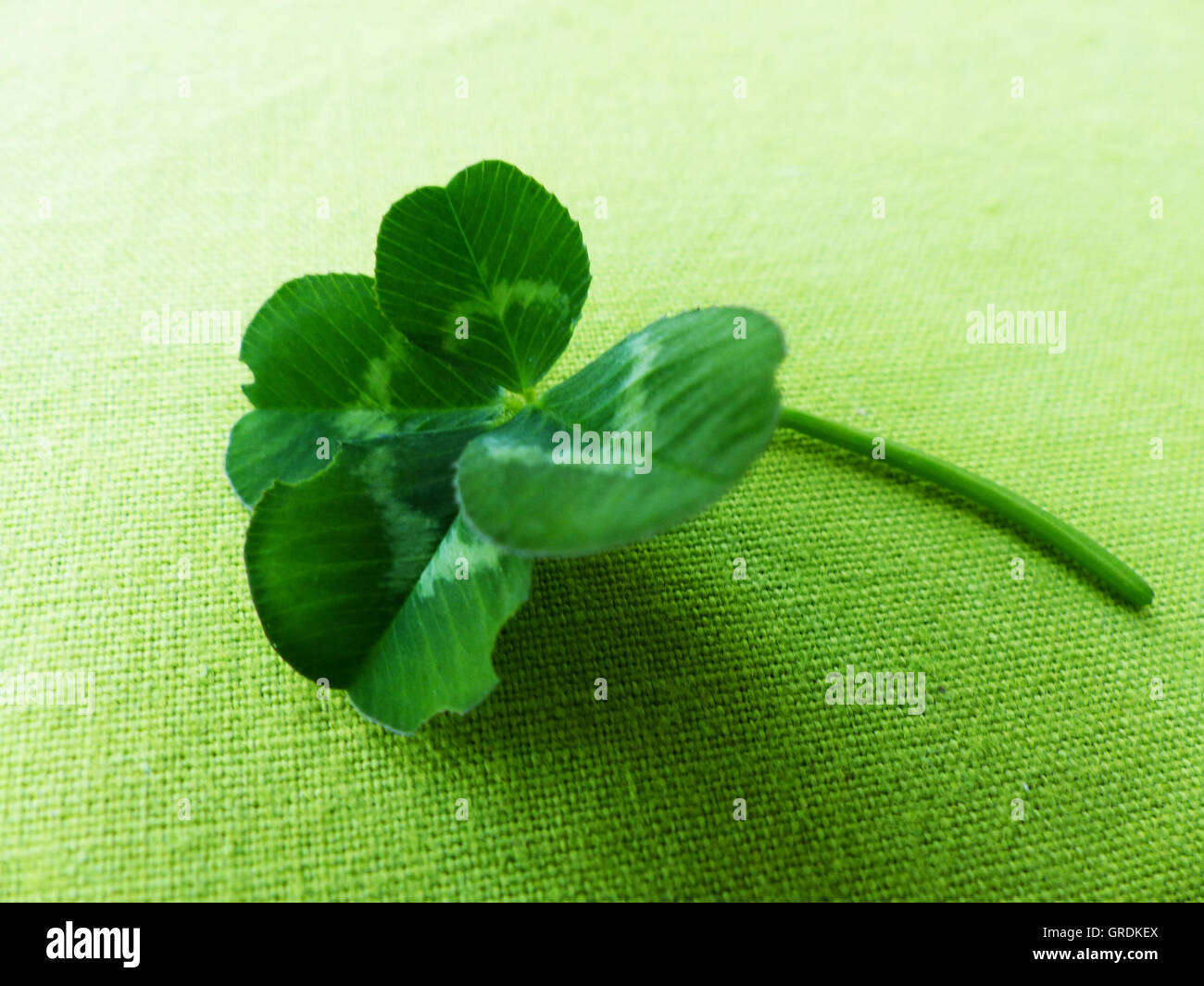 Trifoglio Four-Leaf, simbolo per avere buona fortuna Foto Stock