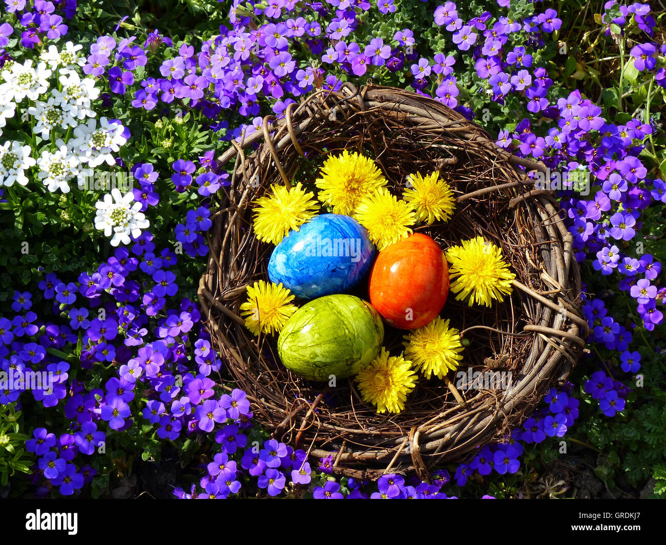 Nido di pasqua con tre colorate Uova di Pasqua in fioritura viola le piante  ornamentali Foto stock - Alamy