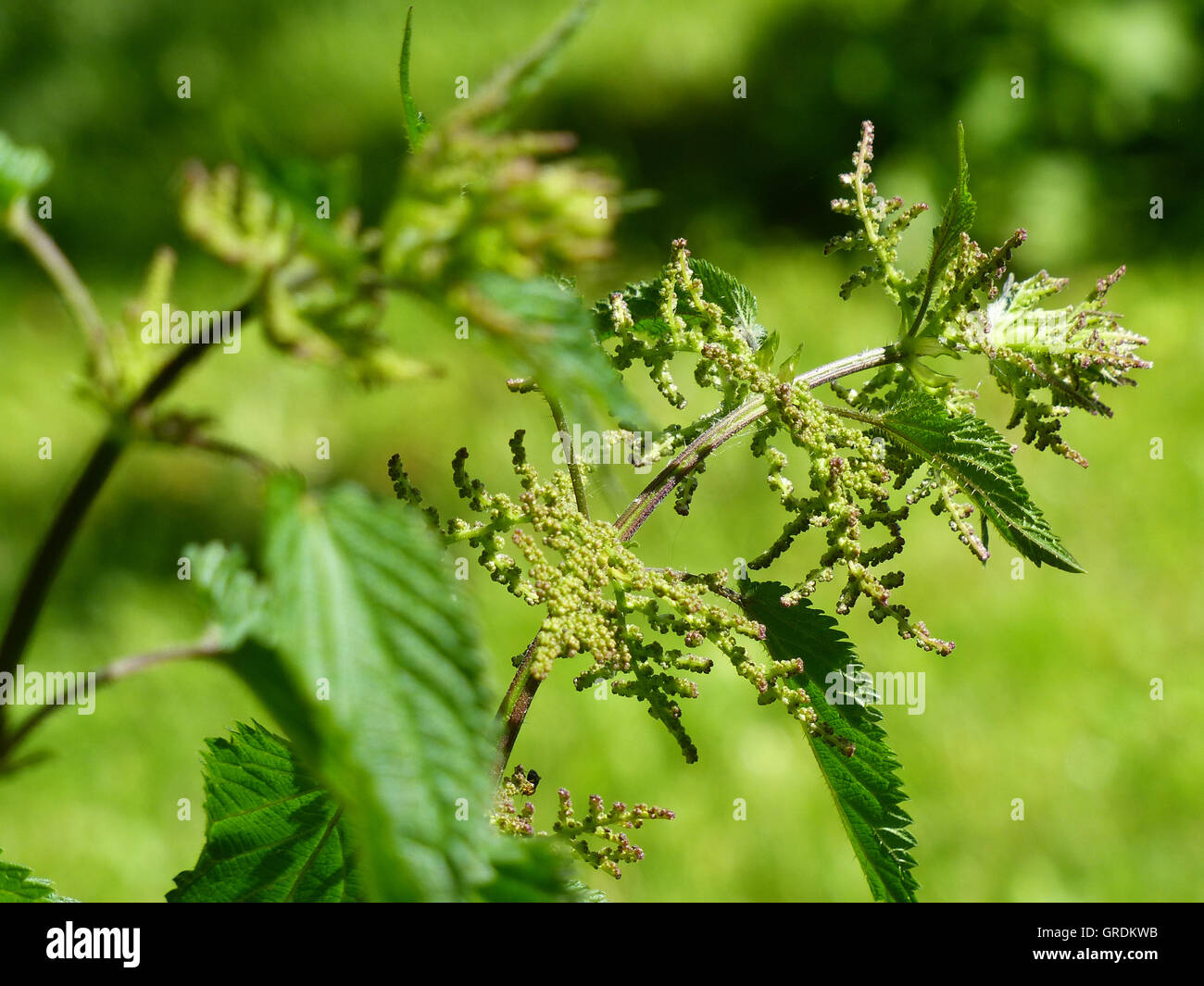 Sensazioni puntorie Ortica con semi, erbe con effetto diuretico Foto Stock