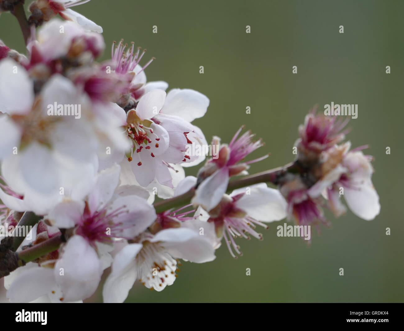 Blooming Ramo di mandorle, Prunus dulcis Foto Stock