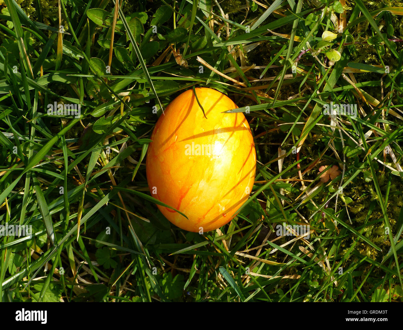 Giallo uovo di pasqua giacente in erba Foto Stock